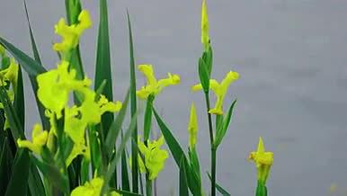 鸢尾花黄菖蒲湖边花朵视频的预览图
